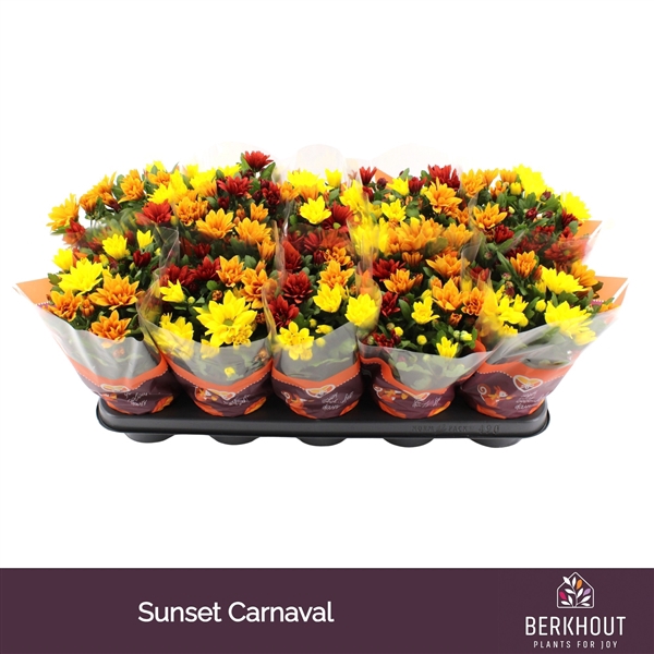 <h4>Chrysant Carnaval Sunset</h4>
