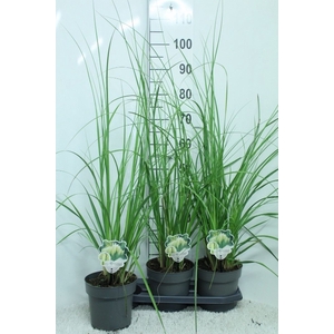 Cortaderia sell. 'Pumila'