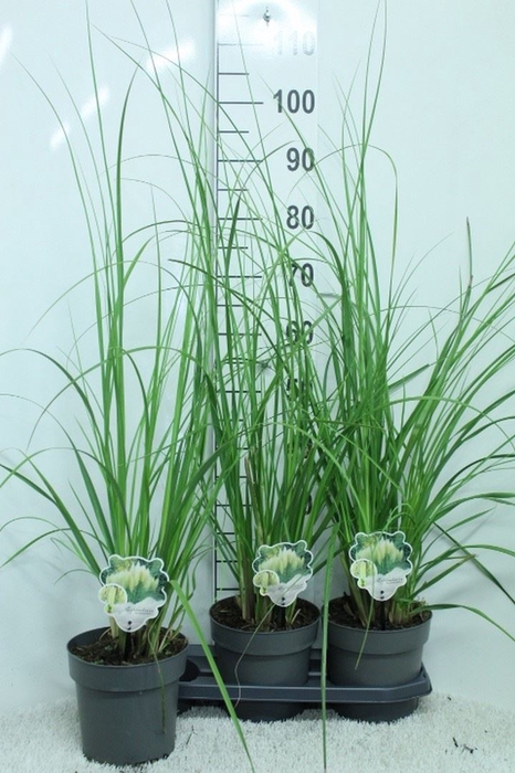 <h4>Cortaderia sell. 'Pumila'</h4>