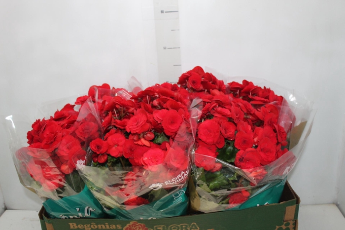 <h4>BEGONIA BALADIN P15</h4>