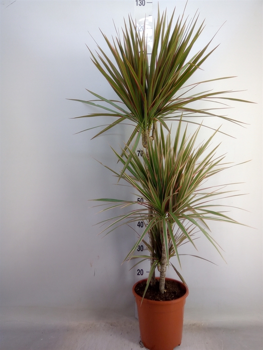 <h4>Dracaena marg. 'Bicolor'</h4>