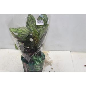 CALATHEA FLAMESTAR P17