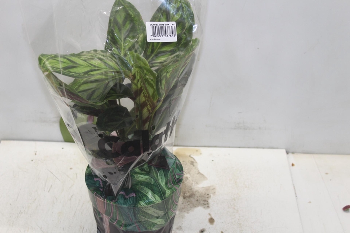 <h4>CALATHEA FLAMESTAR P17</h4>