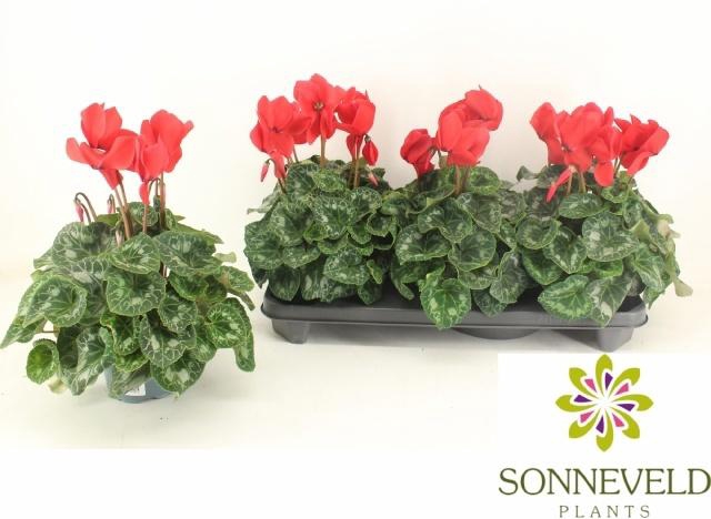 <h4>CYCL GR HAL HD</h4>