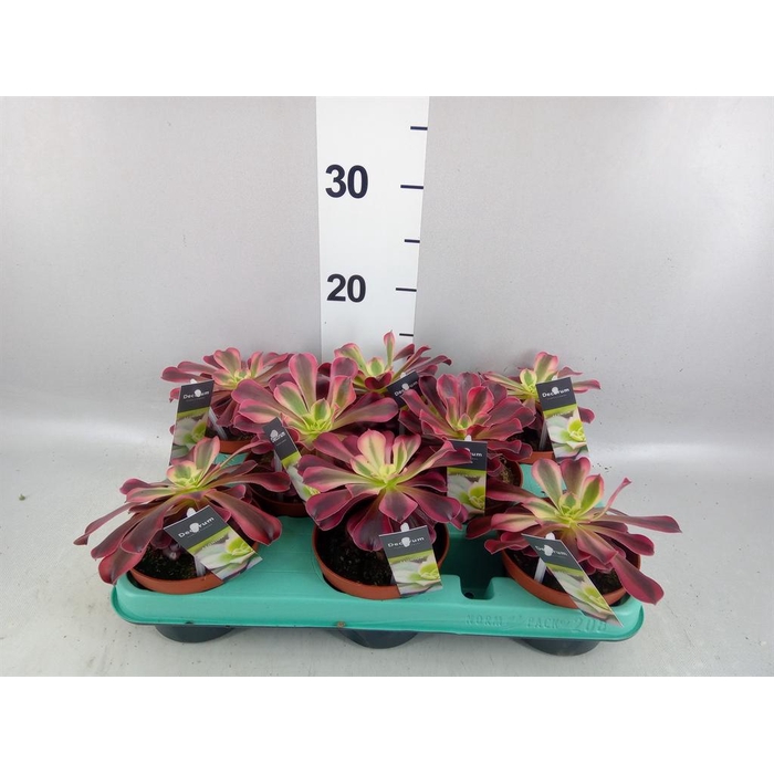 <h4>Aeonium   ...</h4>
