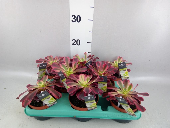 <h4>Aeonium ...</h4>