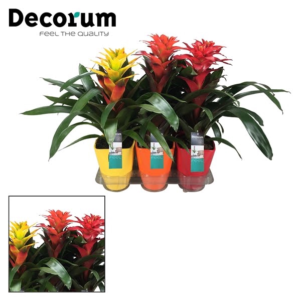 <h4>Guzmania Squarosa Mix Luxe Keramiek (Decorum)</h4>