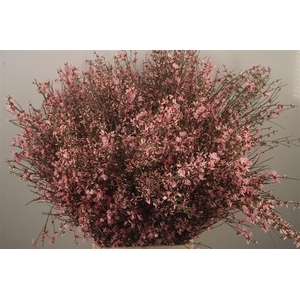 Ginster Pink Per Bunch