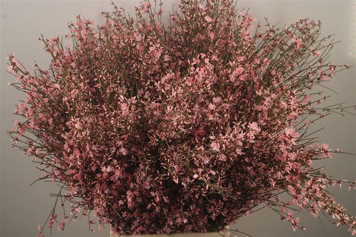 <h4>Ginster Pink Per Bunch</h4>