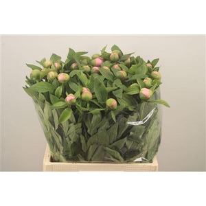 Paeo L Salmon Saucer