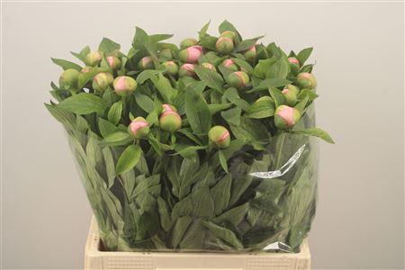 <h4>Paeo L Salmon Saucer</h4>