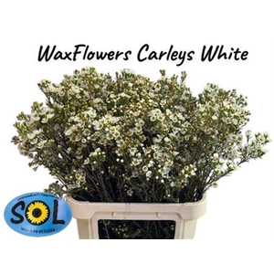 CHAME UN CARLYS WHIT