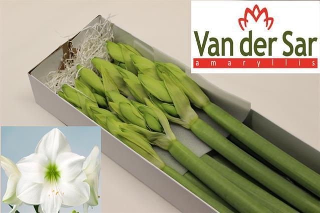 <h4>HIPP GA CASABLANCA</h4>