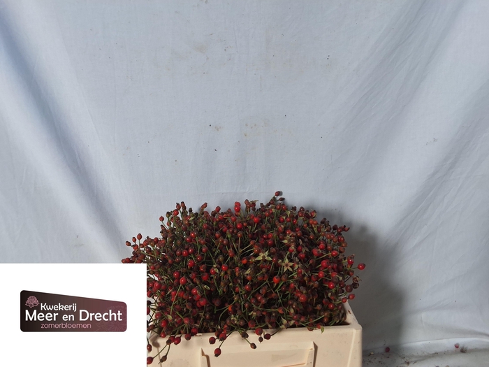<h4>ROSA MAG RED CASCADE</h4>