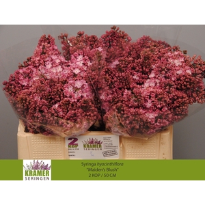 SYR HY MAIDENS BLUSH