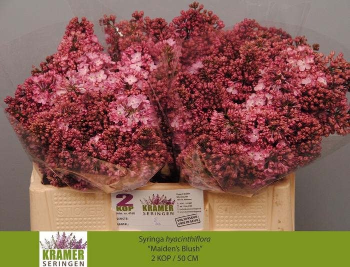 <h4>SYR HY MAIDENS BLUSH</h4>