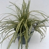 Carex hachijoensis Evergold