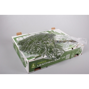 Leatherleaf Extra VP Green Ocean x 12