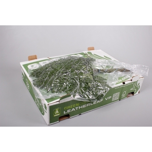 Lederv. Extra VP Green Ocean x 12