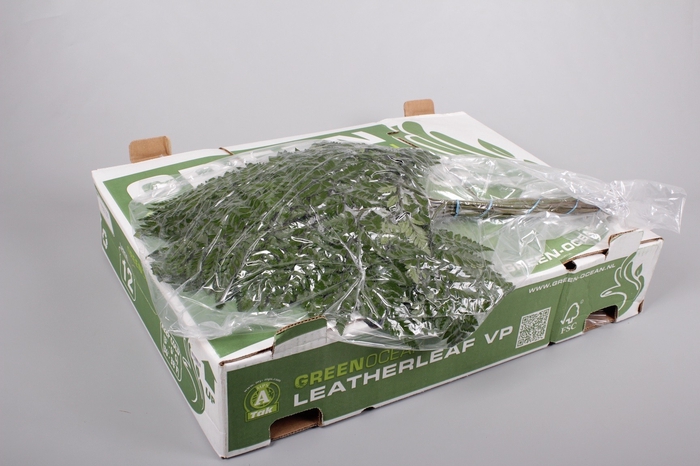 <h4>Leatherleaf Extra VP Green Ocean x 12</h4>