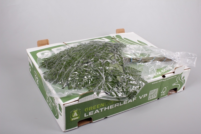 <h4>Lederv. Extra VP Green Ocean x 12</h4>