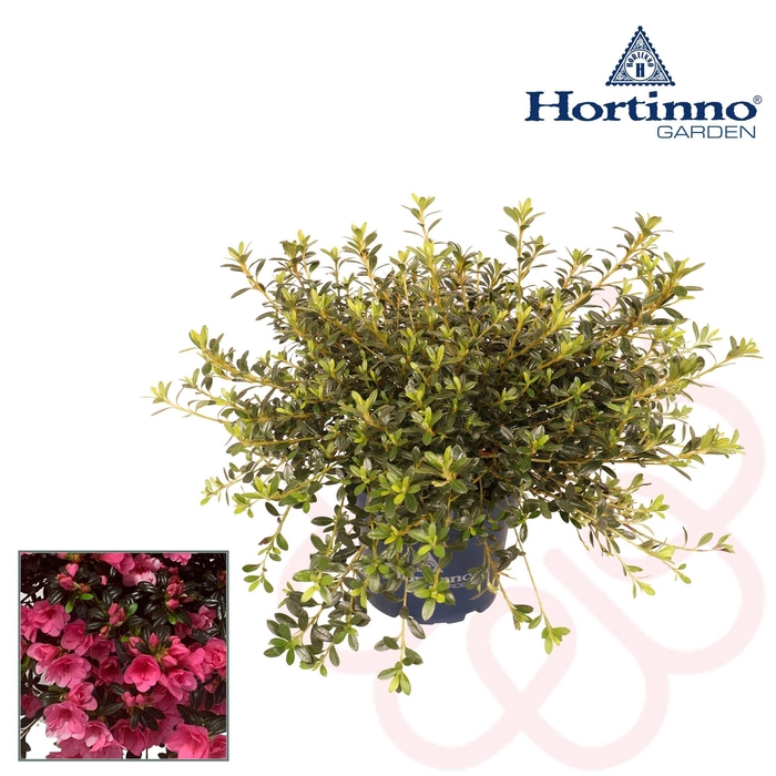 <h4>Rhododendron (Simsii Grp) Hortinno</h4>