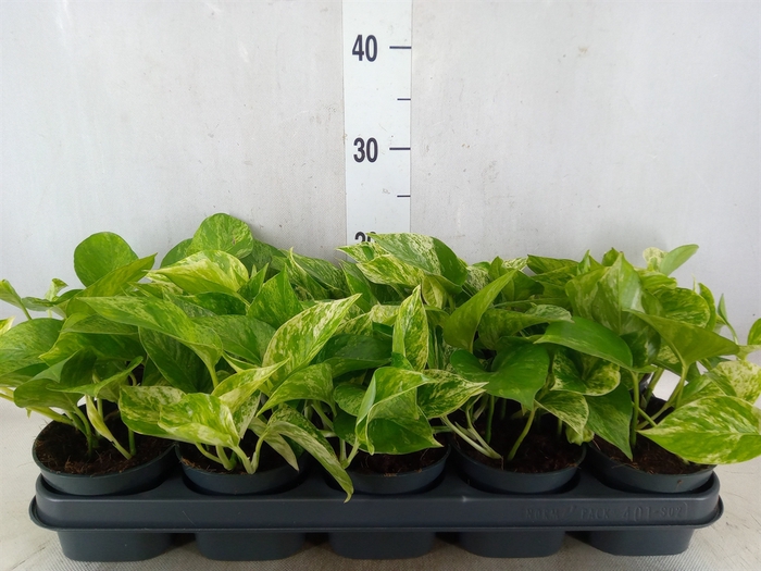 <h4>Epipremnum pinn. 'Marble Queen'</h4>