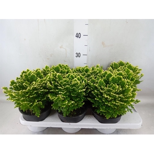 Selaginella martensii 'Jori'