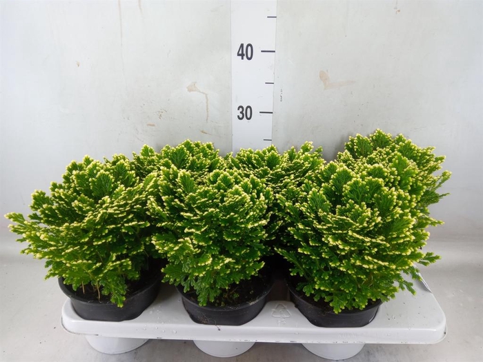<h4>Selaginella martensii 'Jori'</h4>