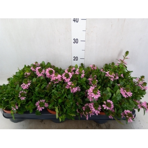 Scaevola  'Surdiva Pink Blue'