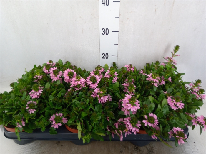 Scaevola  'Surdiva Pink Blue'