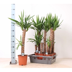 YUCCA