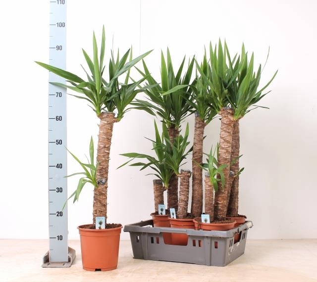 <h4>YUCCA</h4>