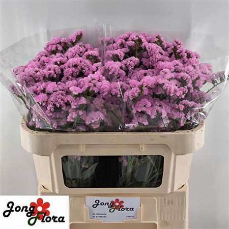 <h4>Limonium sinuatum Fantasia Wings</h4>