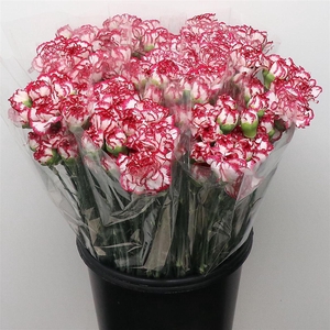 Di St Kino Sport White Cerise Edge