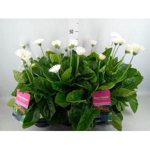 Gerbera  'Garvinea Sweet Frosting'