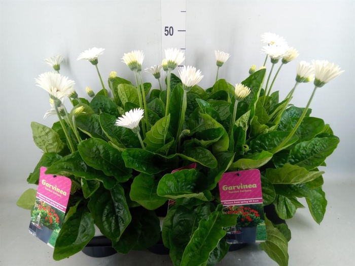 <h4>Gerbera  'Garvinea Sweet Frosting'</h4>