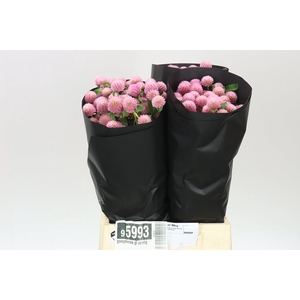 Gomphrena Gl Ov Roze