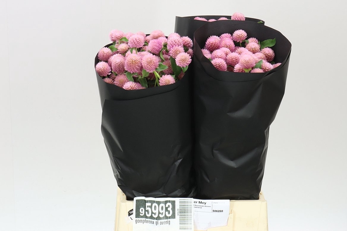 <h4>Gomphrena Gl Ov Roze</h4>