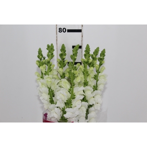 BOCA DE L. P WHITE EARLY 080 CM