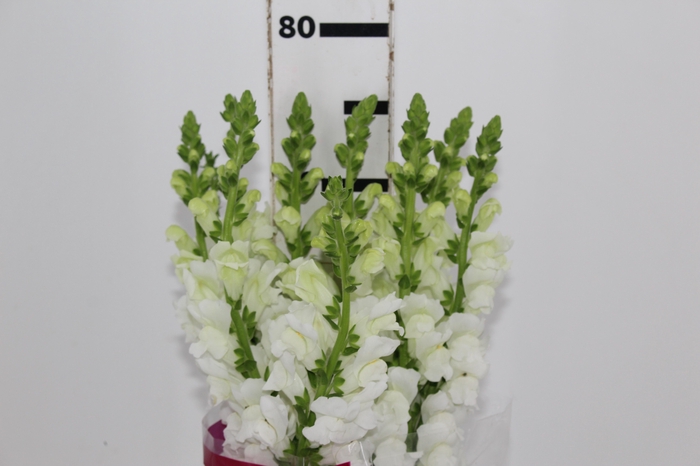 <h4>BOCA DE L. P WHITE EARLY 080 CM</h4>