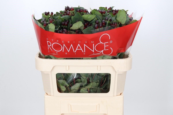 Hypericum Rocky Romance Spray