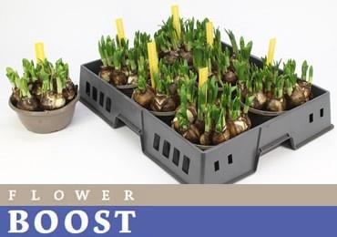 <h4>NARC O TETE A TETE</h4>