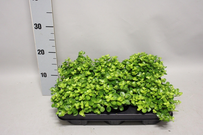 <h4>Indoor Peperomia 5</h4>