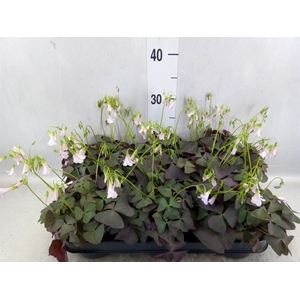 Oxalis   ...