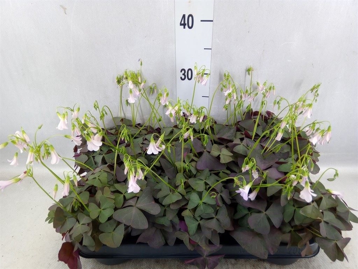 <h4>Oxalis   ...</h4>
