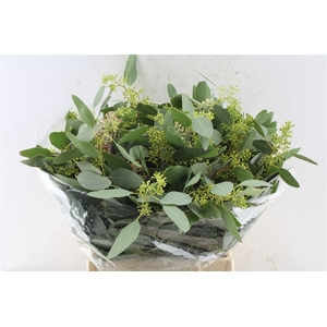 Euca Populus Berry Short 150 Gram