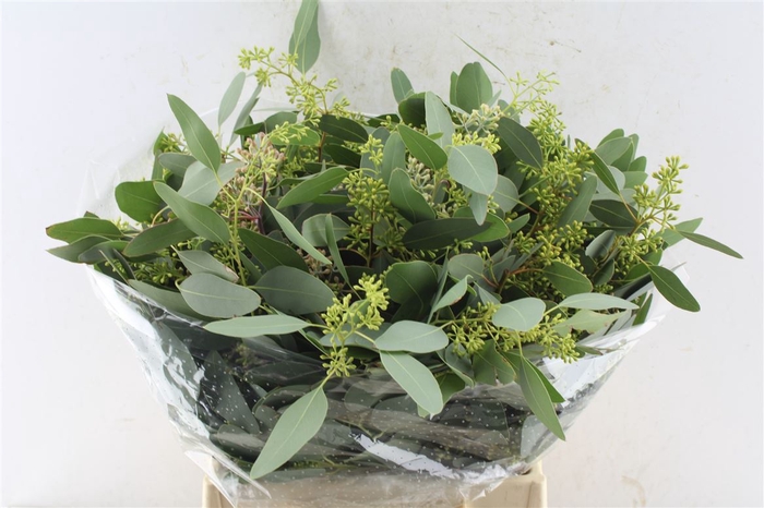 <h4>Euca Populus Berry Short 150 Gram</h4>