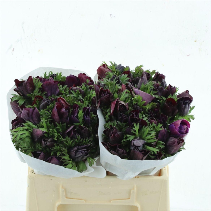 <h4>Anem Mistral Bordeaux Super</h4>