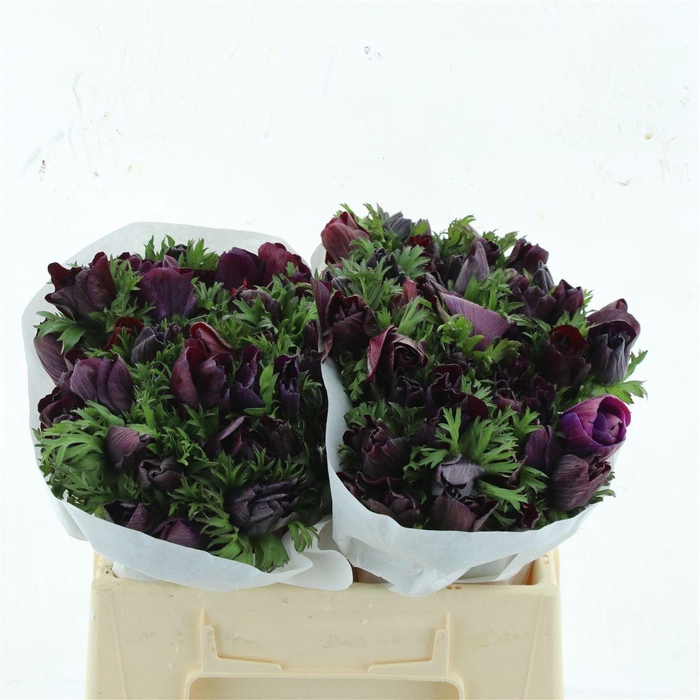 <h4>Anem Mistral Bordeaux Super</h4>